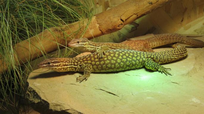 Varanus acanthurus