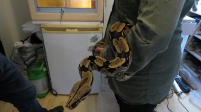 Boa constrictor constrictor