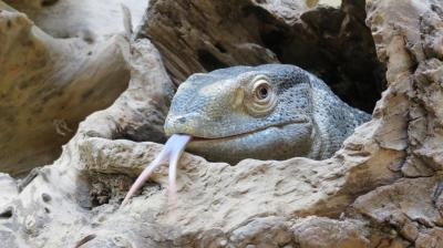 Varanus albigularis