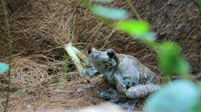 Trachycephalus resinifictrix