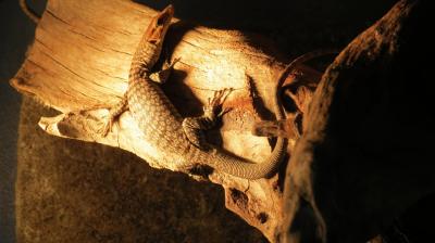 Varanus tristis tristis