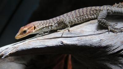 Varanus tristis tristis