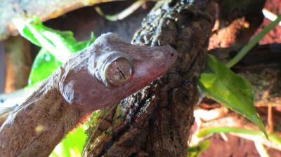 Uroplatus henkeli