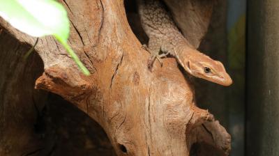 Varanus tristis