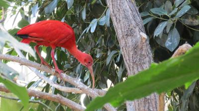 Ibis