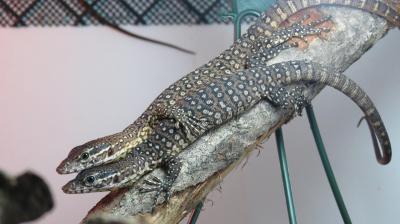 Varanus timorensis