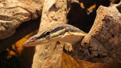 Varanus glauerti