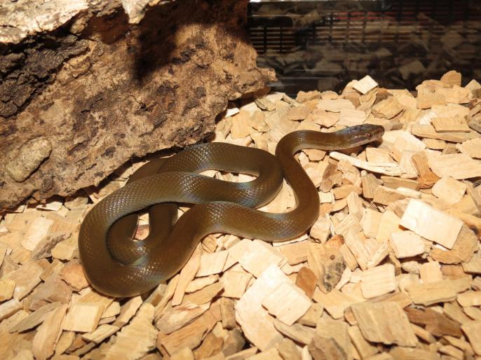 Lamprophis olivaceus