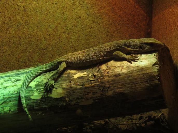 Biawak.jpg